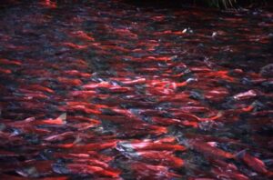 A bunch of spawning salmon. Emily's relatives rely on subsistence fishing and hunting.