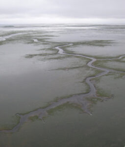 Eelgrass channels in Izembek Lagoon as seen from the air. USFWS photo. Izembek Road Decision Challenged