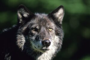 Bag limits on wolves are as high as 20 a day in some areas of the state. Photo (c)Amy Gulick/amygulick.com