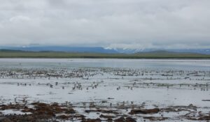 The internationally important wetlands in Izembek National Wildlife Refuge are threatened by a proposed road. Trustees just filed a brief in the Izembek appeal to keep Izembek wild. 