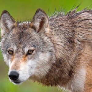 Gray wolf. NPS Photo