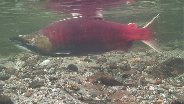 We are fighting to keep water in Middle Creek, a tributary of the Chuitna River, for salmon. 