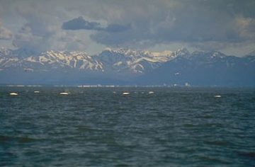 beluga whales in Cook Inlet