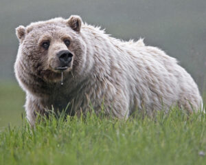 Alaska has over 98 percent of the United States population of brown bears (Ursus arctos), also known as grizzlies. NPS Photo