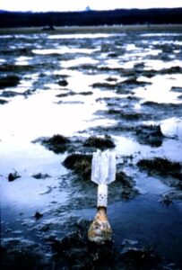 An unexploded bomb sits on top of the wetlands in the Eagle River estuary. Army Corps of Engineers photo.