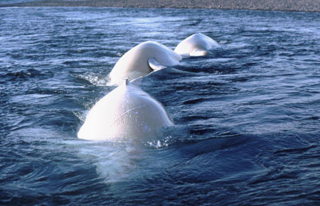 Beluga whales are known as white whales, although young beluga whales are gray. ADFG photo by Kathy Frost.