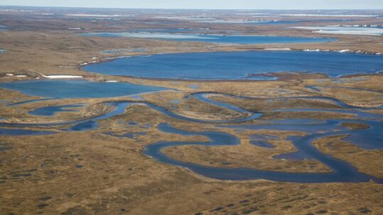 The Western Arctic or NPRA provides habitat for migratory birds.