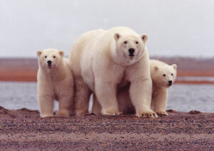 Polar bears congregate along the coast of the Beaufort Sea in September and October. USFWS photo.