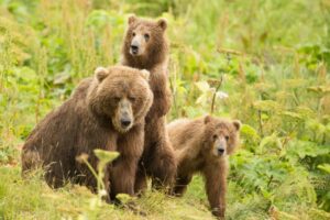 A mother brown bear and her two cubs in a field at Kodiak National Wildlife Refuge.