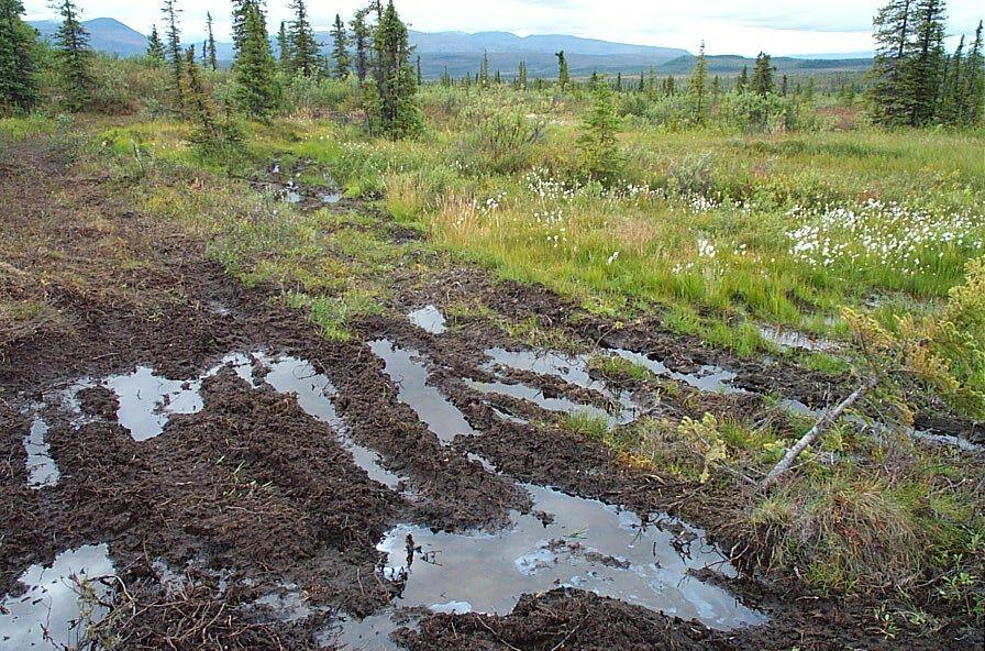 ORV tracks clearly showing an oil sheen near the Tanana River. Photo courtesy of NPCA.