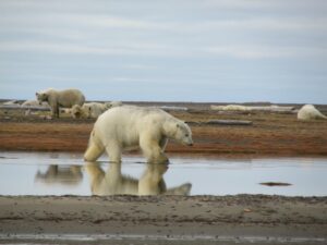 The polar bears hang out in the area waiting for new bones to be added bone pile or the ice to come back in. Photo by Vicki Clark.