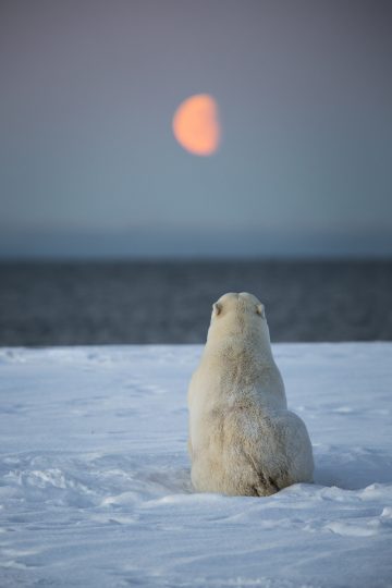 Polar bear looking at the sea and moon.