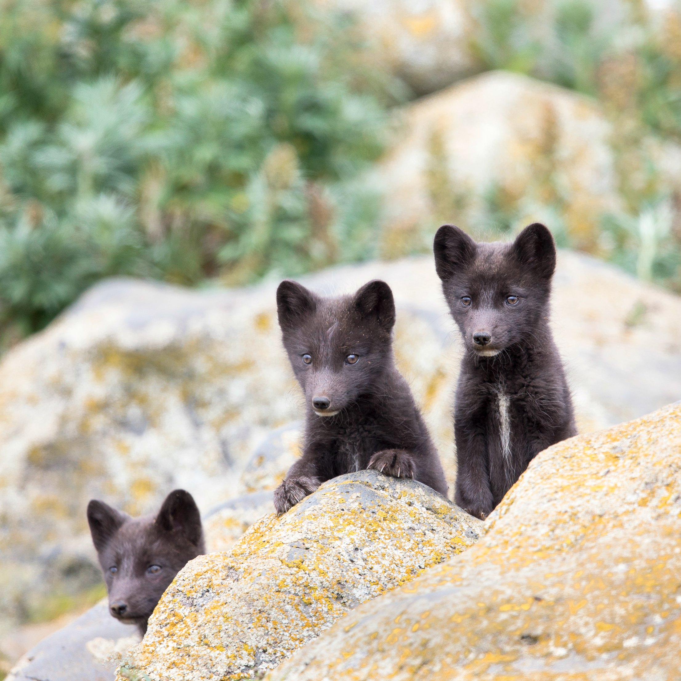 Three bears on a rock