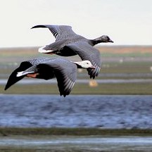 Izembek nourishes millions of migrating birds. 