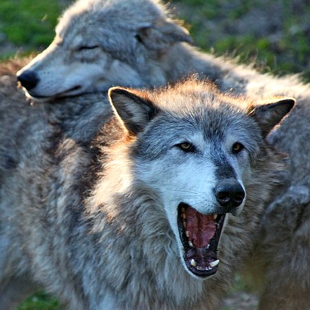 Two wolves with adult yawning, pup laying its head on adult's back.