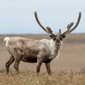 A Teshekpuk Lake caribou in the Western Arctic. BLM puts drilling over subsistence and cultural health of the caribou herd.