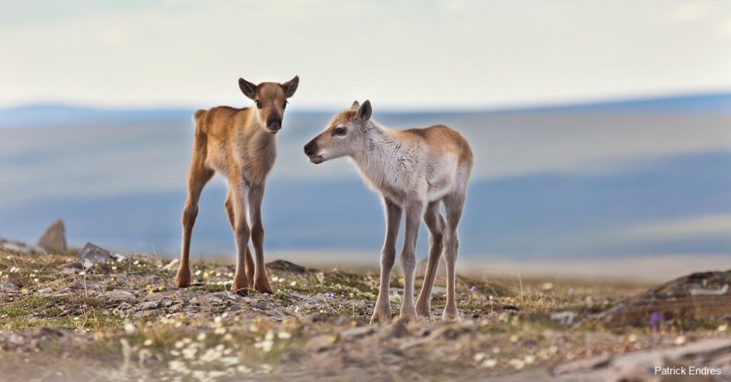 Two caribou calves in the Western Arctic.