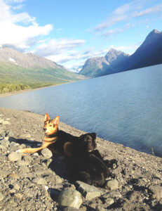 Chewy and Raven get a breather at Eklutna Lake.