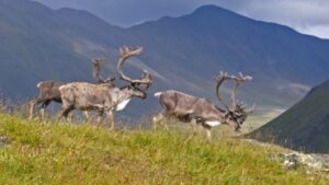 Caribou in Gates of the Arctic 