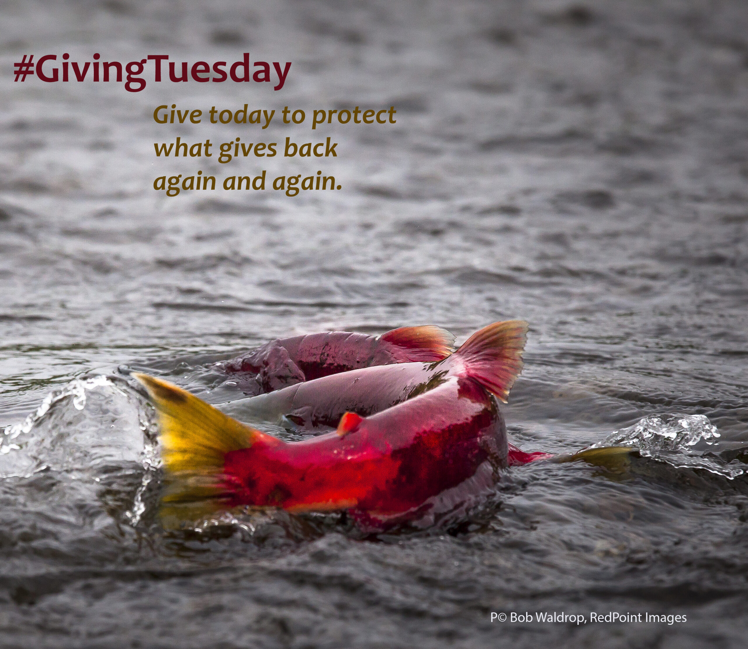 Join in on #givingTuesday to protect the wild