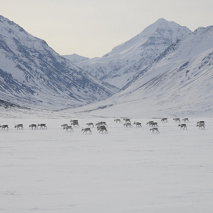 Proposed Ambler road threatens Arctic National Park and Preserve