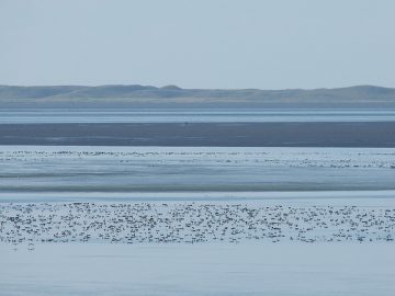 A mob of brant in the Izembek lagoon area.