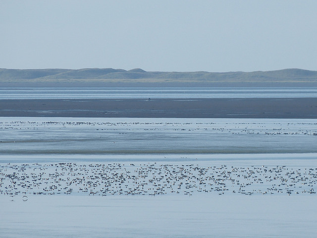 A mob of brant in the Izembek lagoon area.