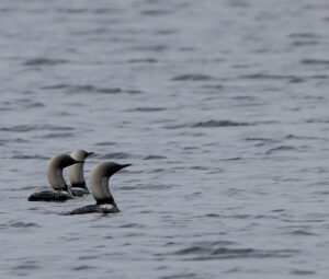 Three loons in the Western Arctic.