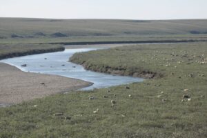 Caribou by water in the Western Arctic.