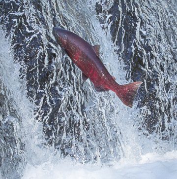 salmon jumping the falls