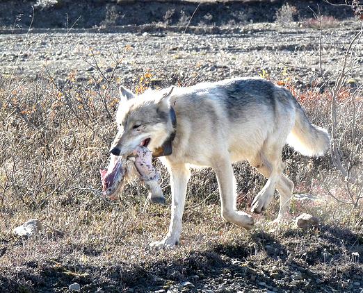 wolf is running with small animal in its mouth