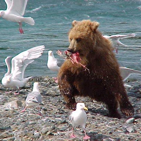 A bear with a fish runs at an unwelcome guest and all the other seagulls. 