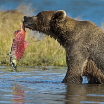 Bear with fish
