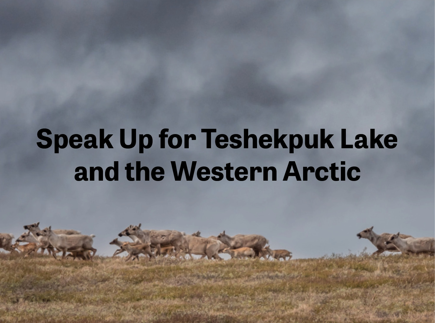Caribou in the Teshekpuk Lake area of the NPRA or Western Arctic. Text says to speak up for the people and animals by telling BLM to expand protections in the NPRA 