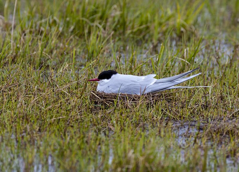 An Arctic tern nests in the grassy wetlands of the NPRA.