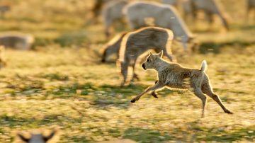 A caribou calf leaps around the herd in the Arctic Refuge.