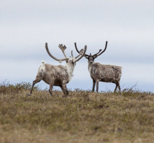 Two Teshekpuk Lake caribou in the NPRA.