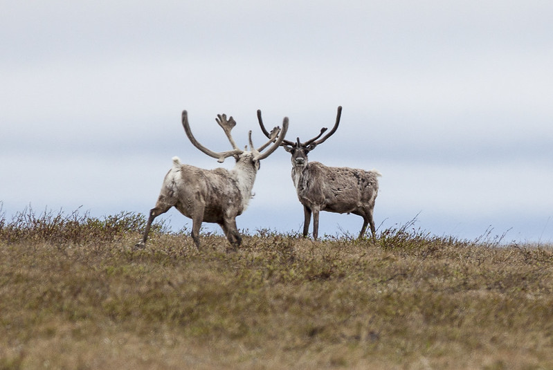 Two Teshekpuk Lake caribou in the NPRA. We filed a lawsuit to stop the sell off of public land to oil companies. 