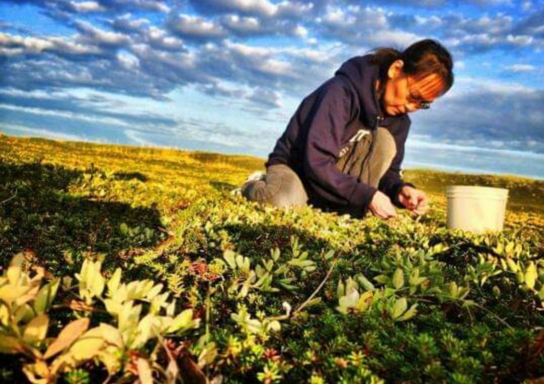 When you take care of the land, the land takes care of you. Here, Fannie picks berries under blue skies and while amidst fall colors.