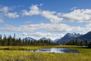 court win protects Kenai brown bears, new rule threatens them
