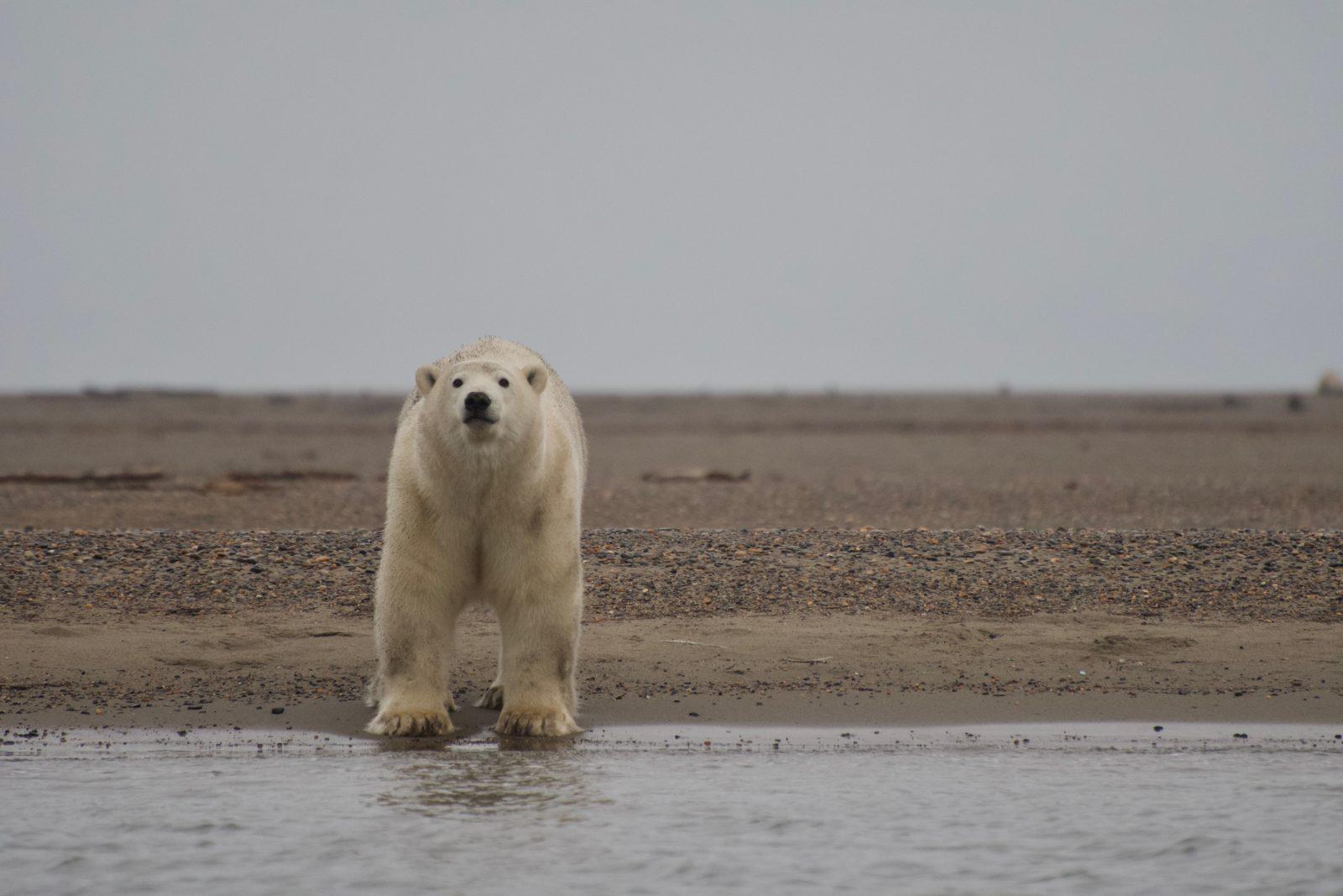 Willow project poses immediate threat to polar bears.