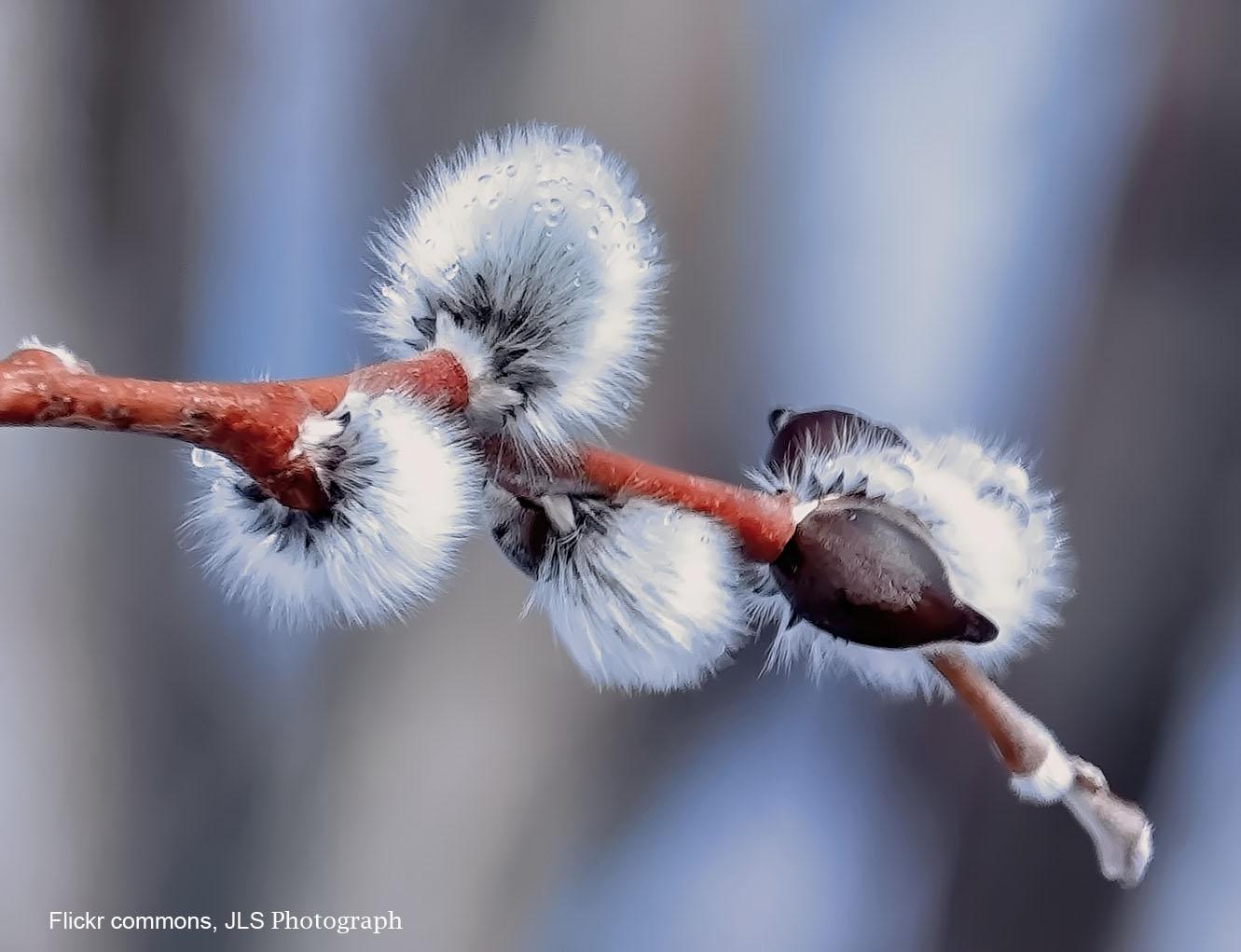 Spring break-up in Alaska means ice and snow start breaking up and new life emerges, This image of buds blooming shows how spring lift winter's weight and allows growth. 