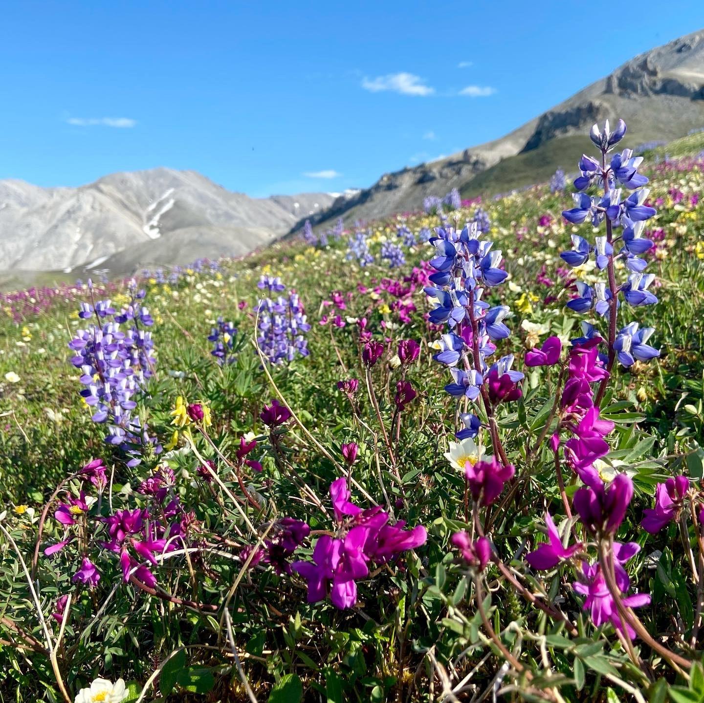 Arctic Refuge awe blooms in shades of purple and yellow in close-up wildlflowers on a hill leading up to mountains. 