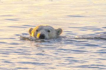 Swimming polar bear. Biden regulation imperils polar bears.