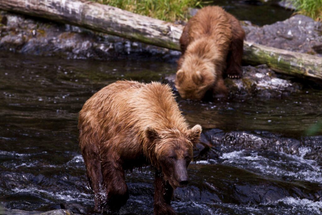 The Island Life Of Kenai Refuge Brown Bears the-island-life-of-kenai-refuge-brown-bears