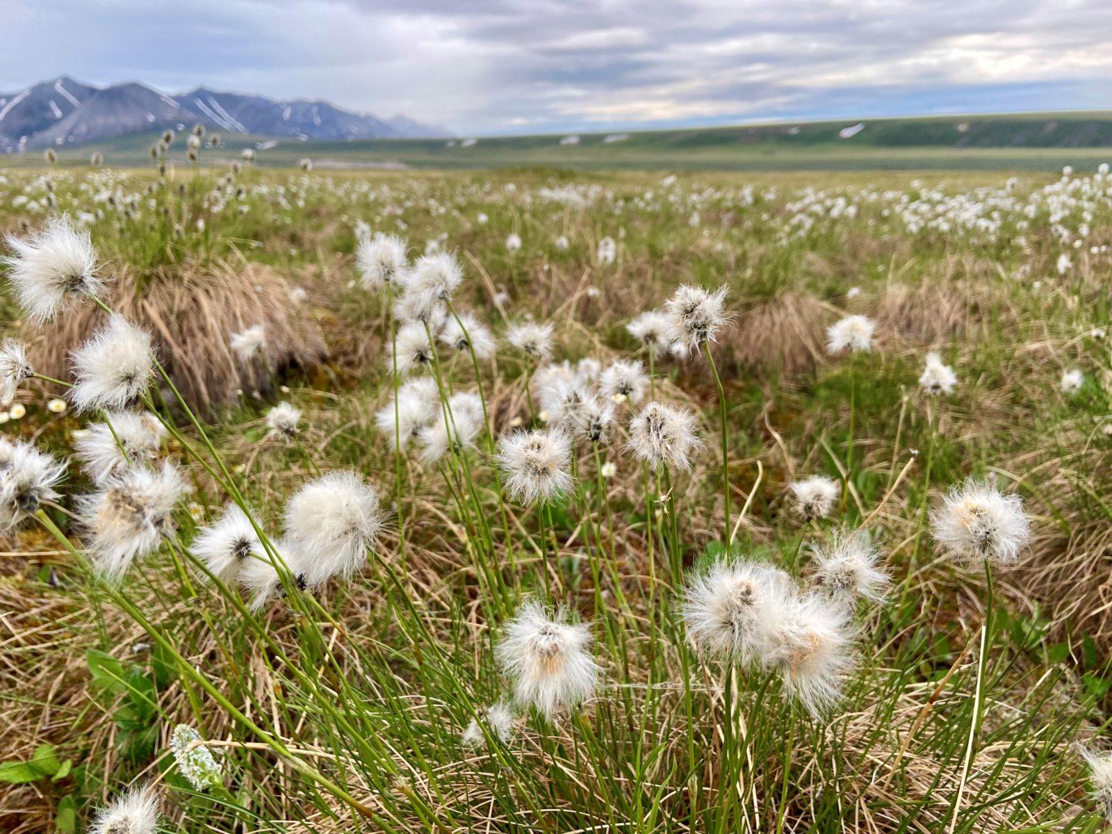 Tidepools to tussocks. Cotton grass tussocks in the Arctic. 