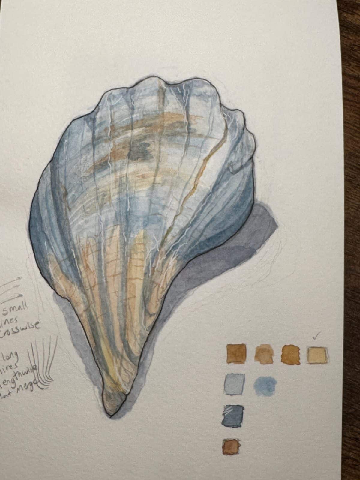 A sketch of a shell. Sketching nature, respect and wonder