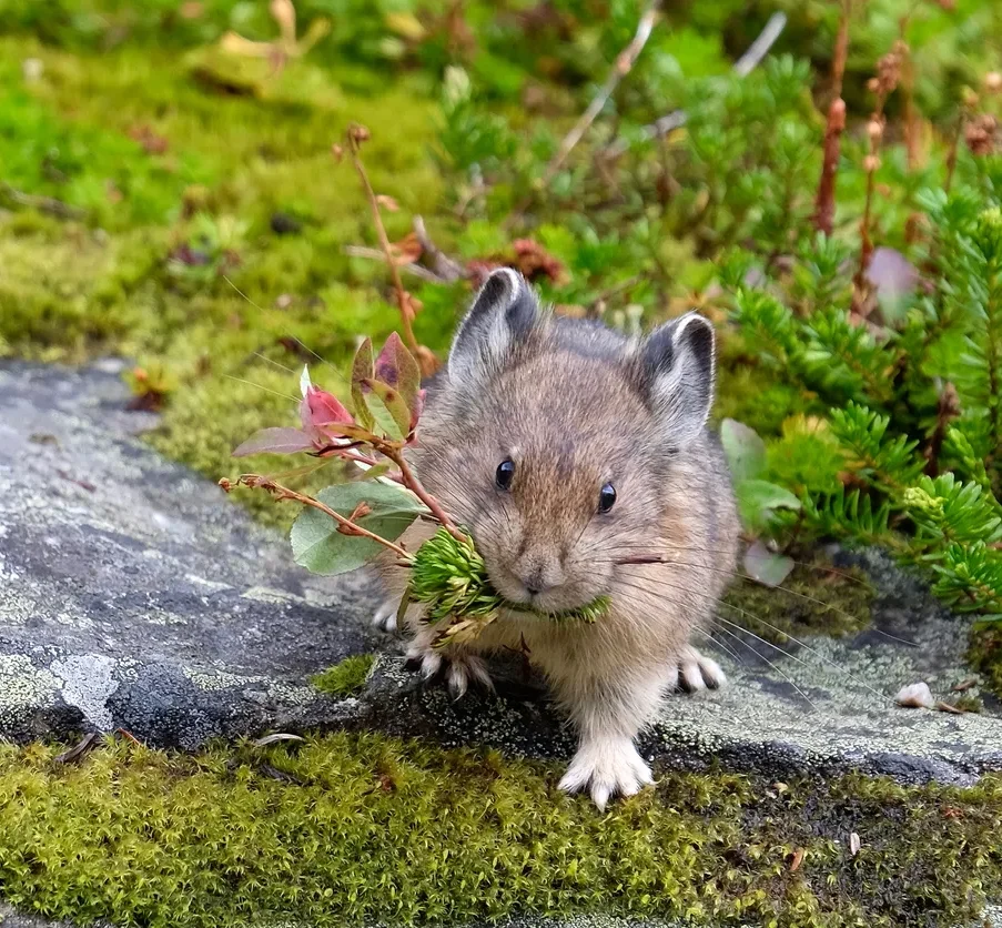American-Pika-Marina_Poushkina-istock