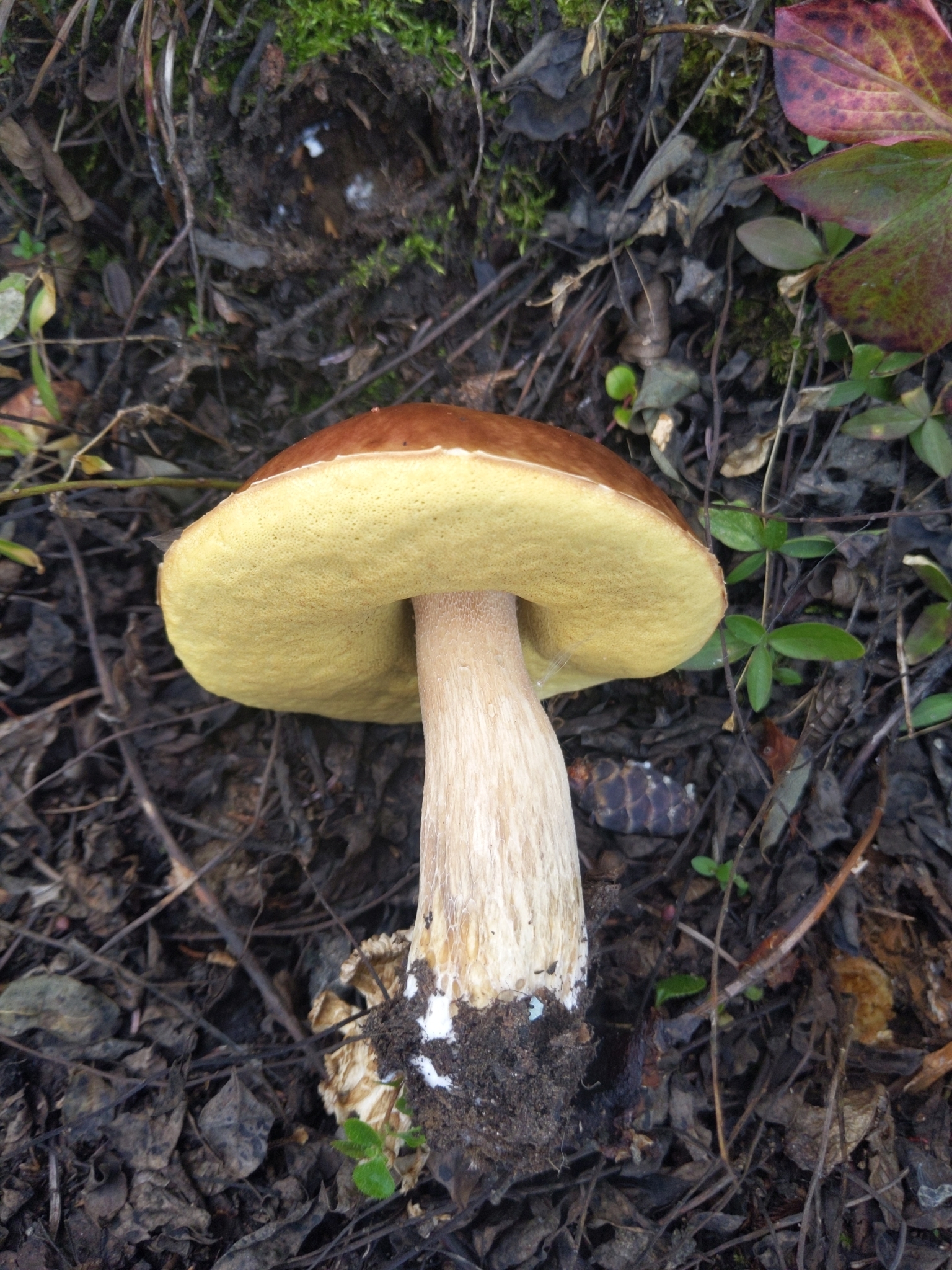 Boletus