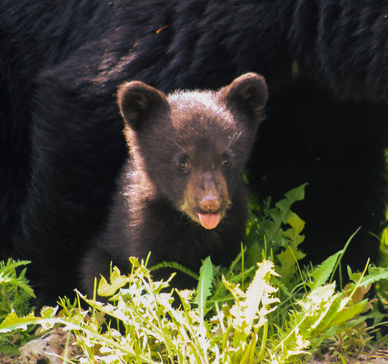 Cub sticking tongue out KNWR – Madison Grosvenor